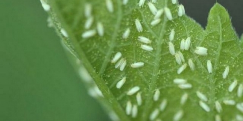 Kako se efikasno riješiti bijelih i crnih mušica na paradajzu